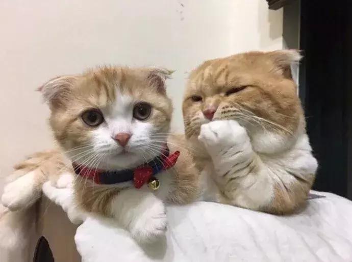 网友家的猫坐键盘上，偶然竟打出这几个字，可以说，细思极恐了！