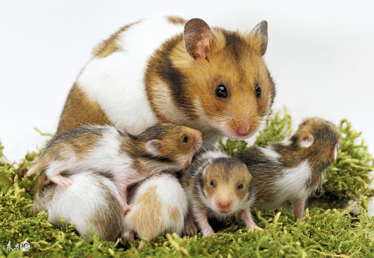 仓鼠心情不好,仓鼠精神有问题怎么判断