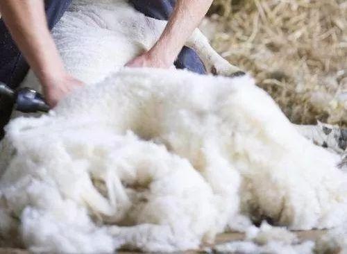 澳洲的绵羊油有效吗,澳洲绵羊油是什么用途