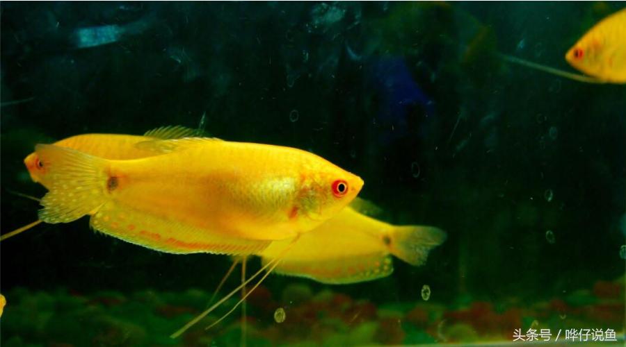 新手应该怎么养宠物鱼,养观赏鱼鱼缸新技术