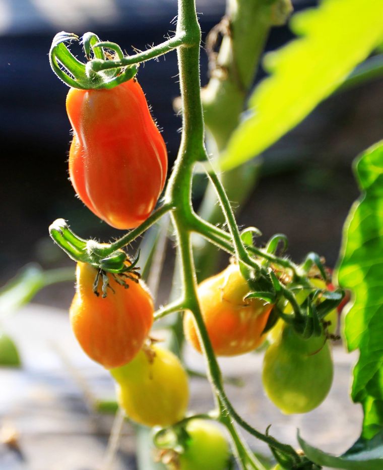 农村发家致富的独门绝技,农民省力省钱