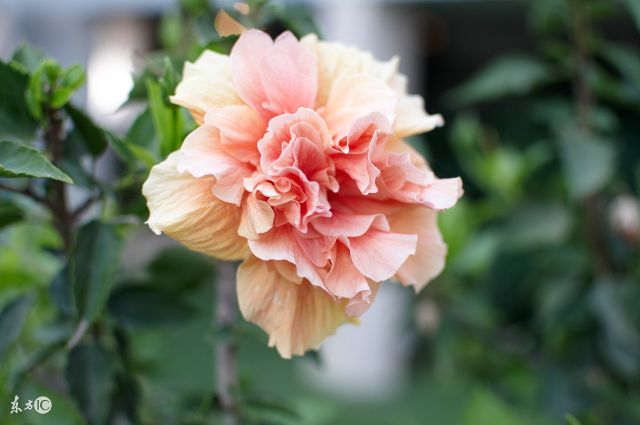 朋友圈早安心语唯美配图,冬天温暖的早安心语唯美图片