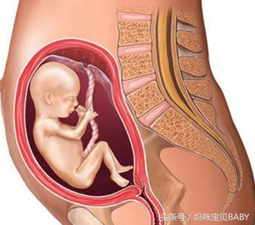 怀孕五个月的胎儿多大了？如何应对孕期疼痛