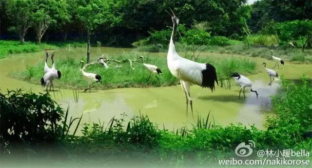 广州长隆亲子游最省钱攻略,广州长隆亲子游最全游玩攻略