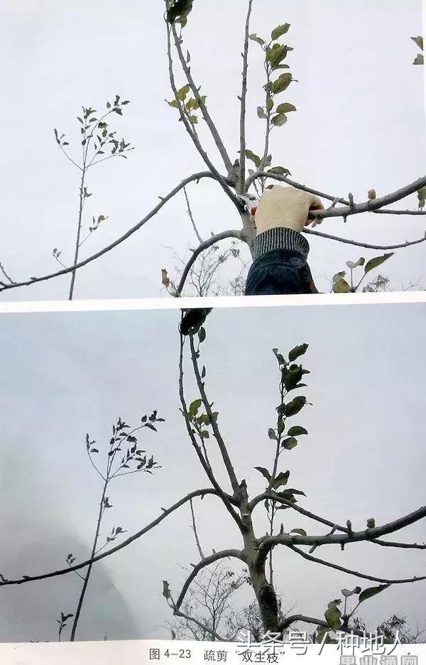 汪景彦苹果树傻瓜式修剪技术详解,傻瓜式苹果小树修剪技术