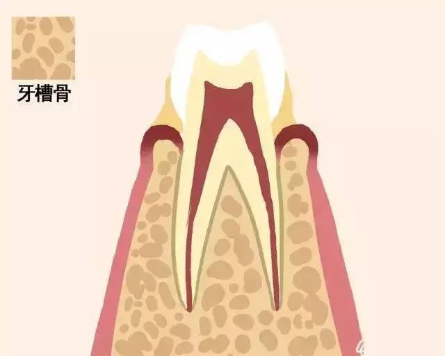 45岁以后牙齿为什么变得松动,牙齿全都松动了是不是生命有危机