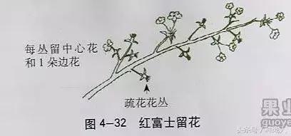 汪景彦苹果树傻瓜式修剪技术详解,傻瓜式苹果小树修剪技术