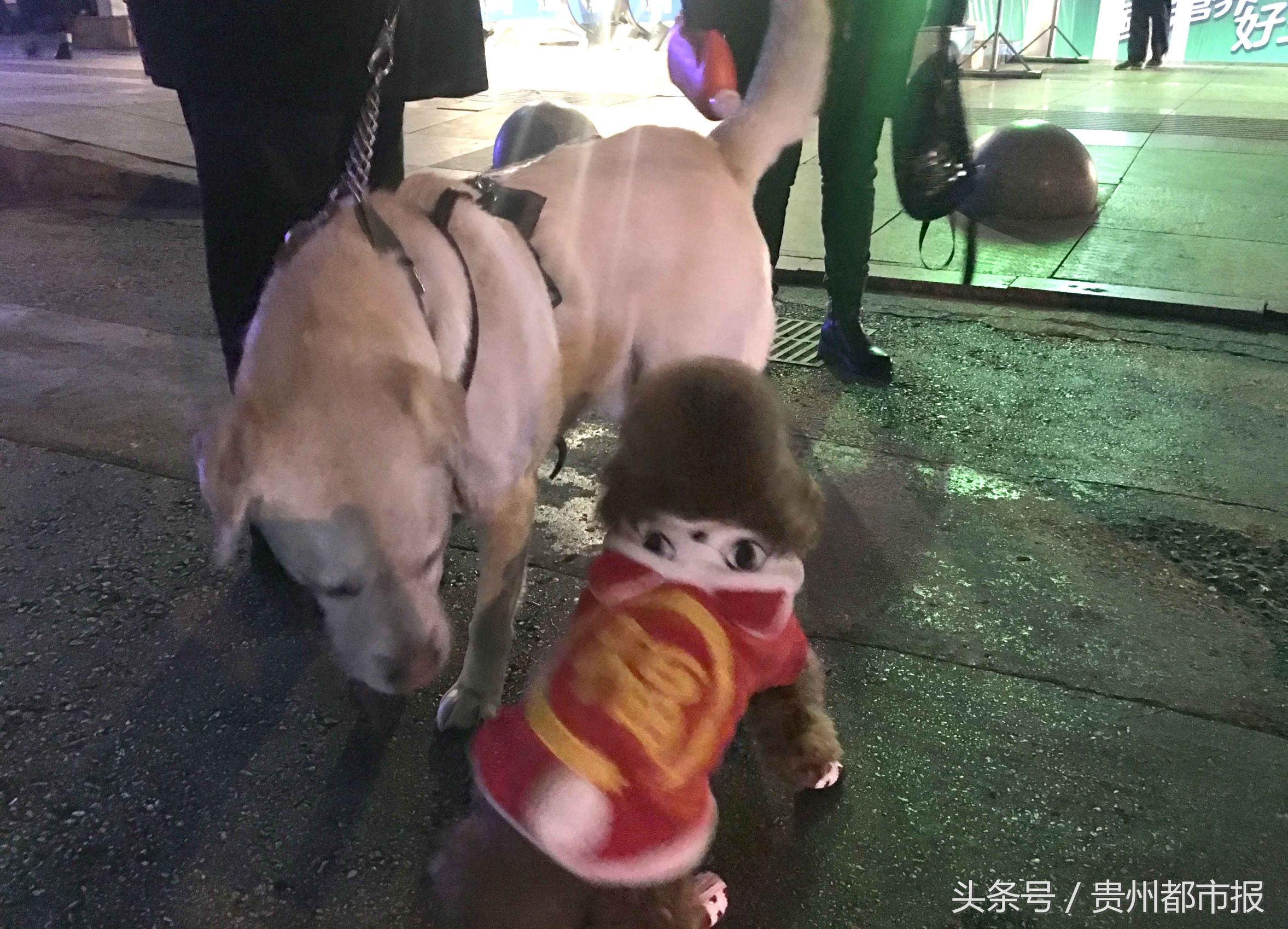 全世界第一只哈士奇导盲犬,一只导盲犬的真实生活