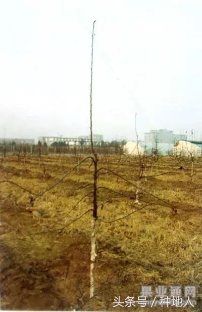 桃树傻瓜式修剪技术,汪景彦傻瓜式修剪详解