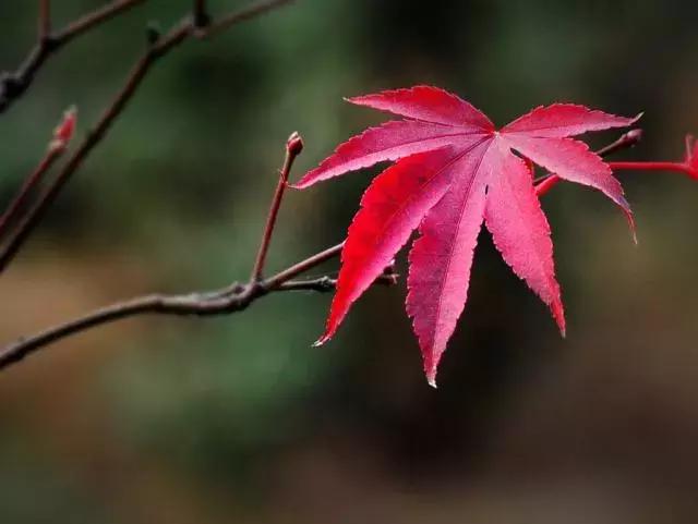 枫叶色口红适合春天涂吗,枫叶色哑光大牌口红