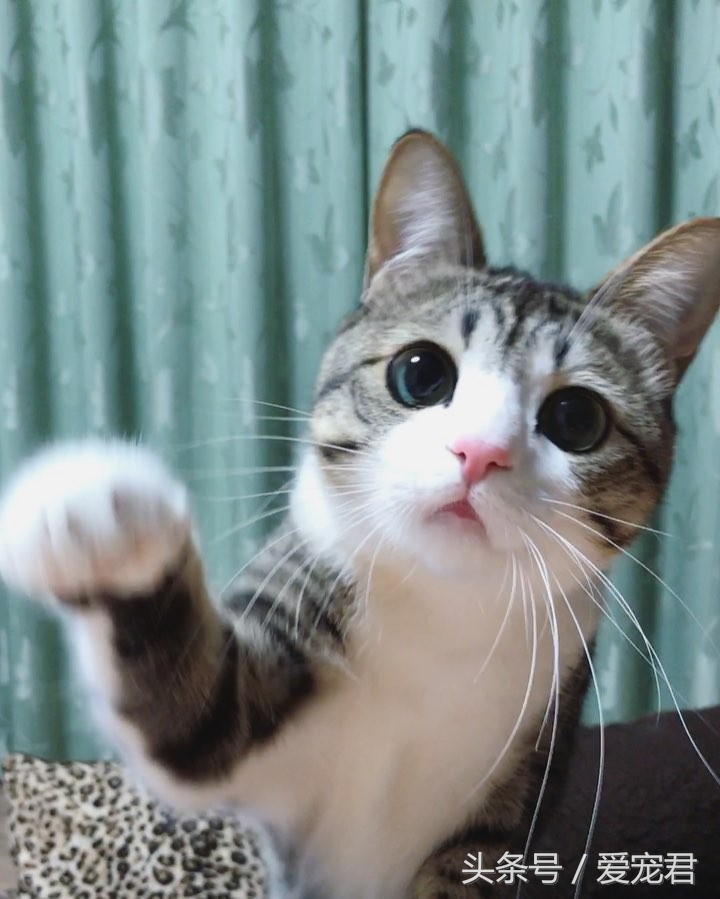 铲屎官给猫咪喂粮,铲屎官给猫咪准备鸡腿