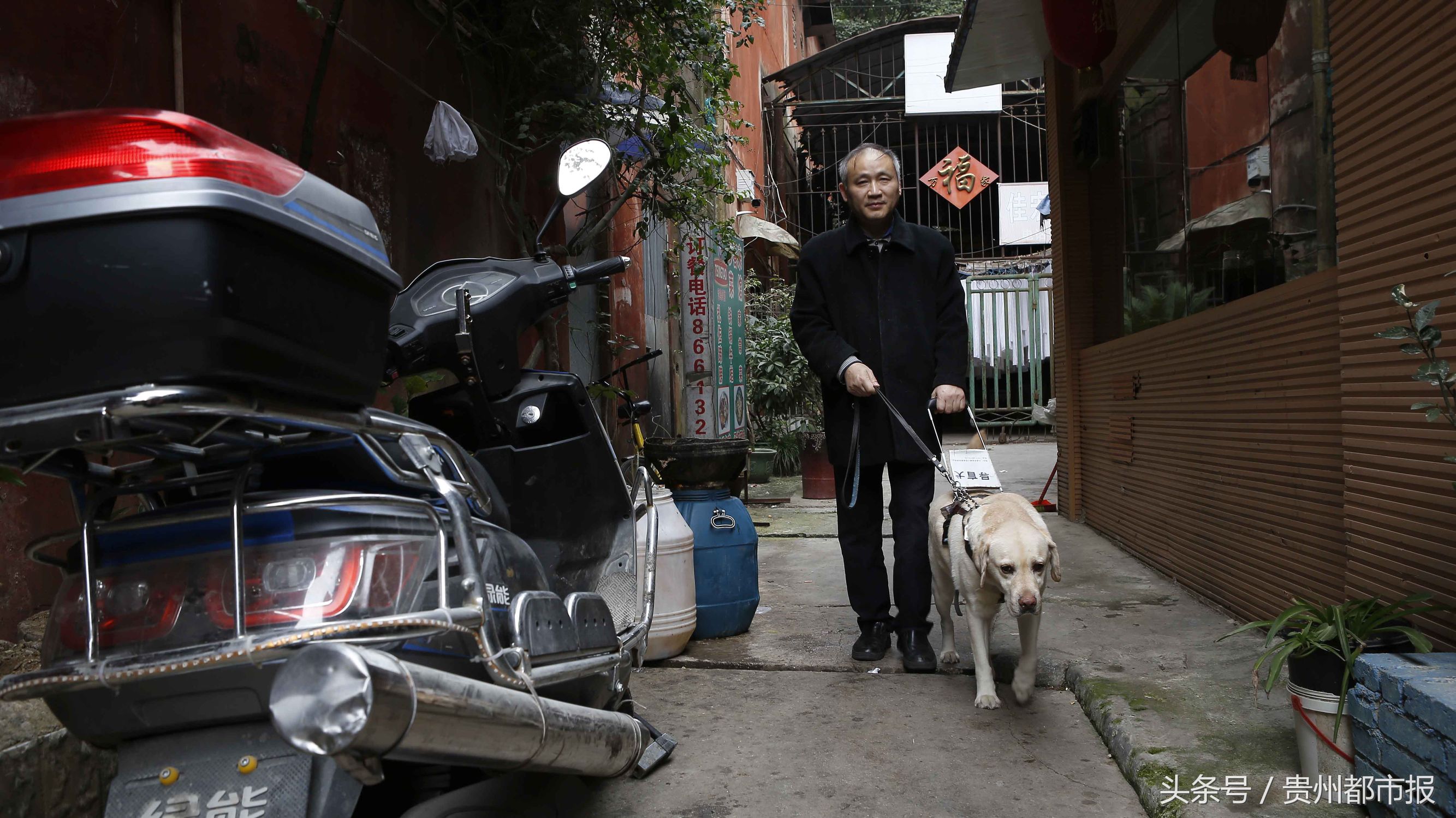 全世界第一只哈士奇导盲犬,一只导盲犬的真实生活