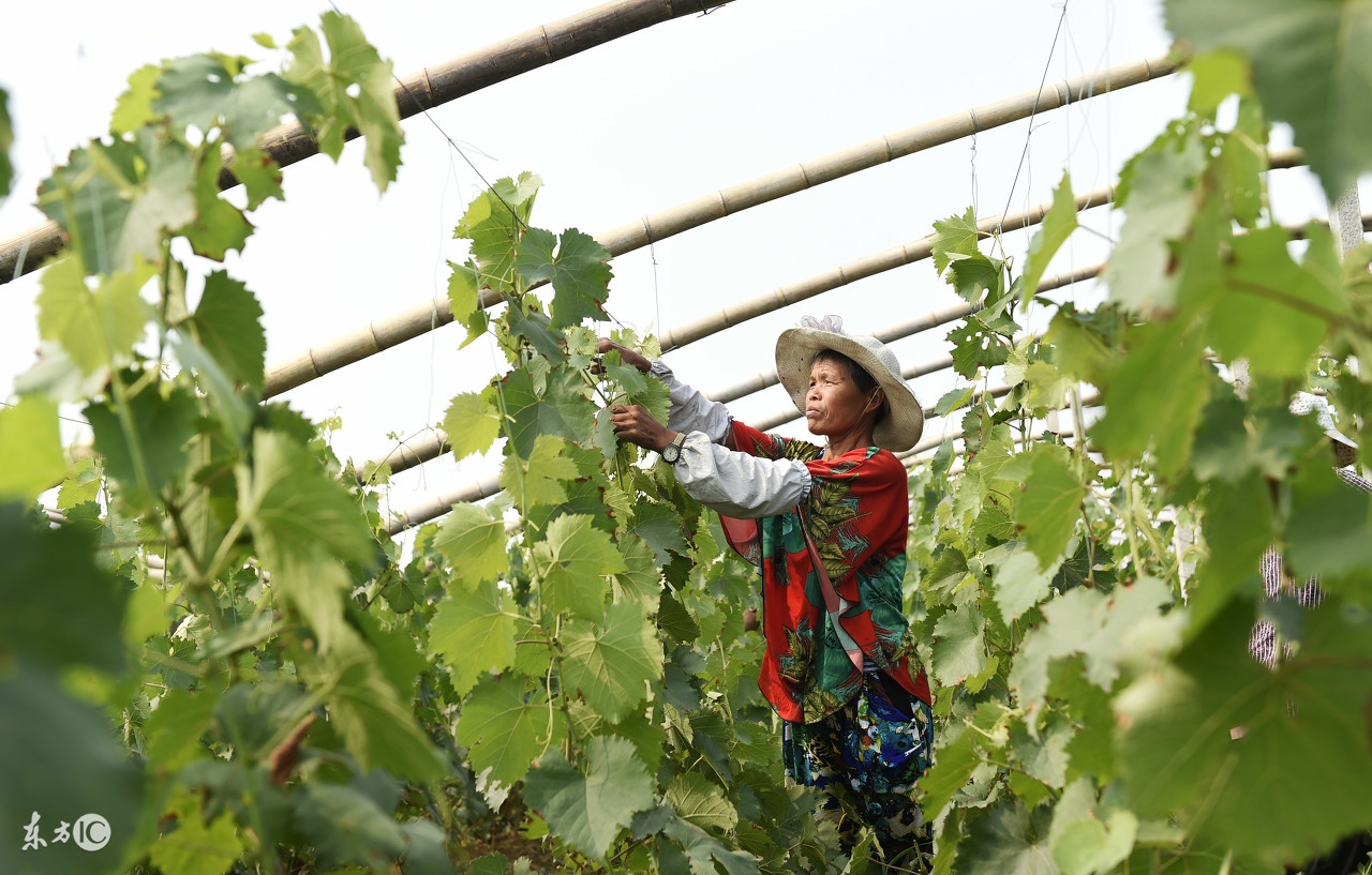 种的葡萄甜度流失了该怎么办,种植葡萄变甜的最佳方法