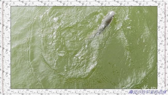 一年四季都可以钓的鱼种,一年四季可钓的鱼种