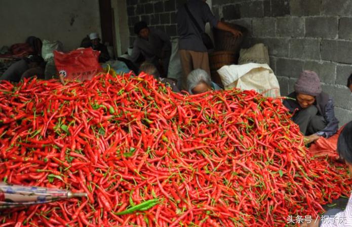 农村致富的6个创业项目点子,农村怎么创业赚钱点子