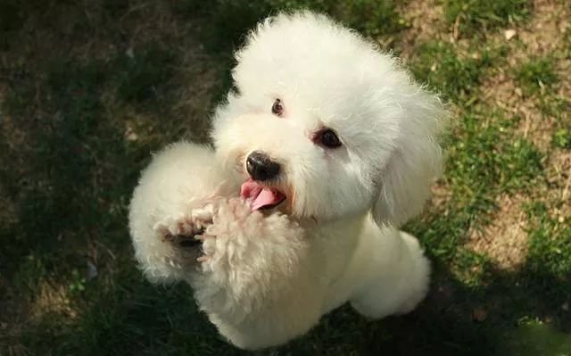 贵宾后腿发抖是怎么回事,贵宾如何训练直立行走