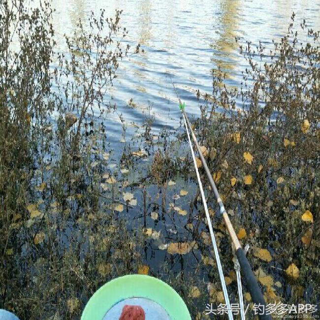 冬钓封竿,冬钓鲫鱼爆护