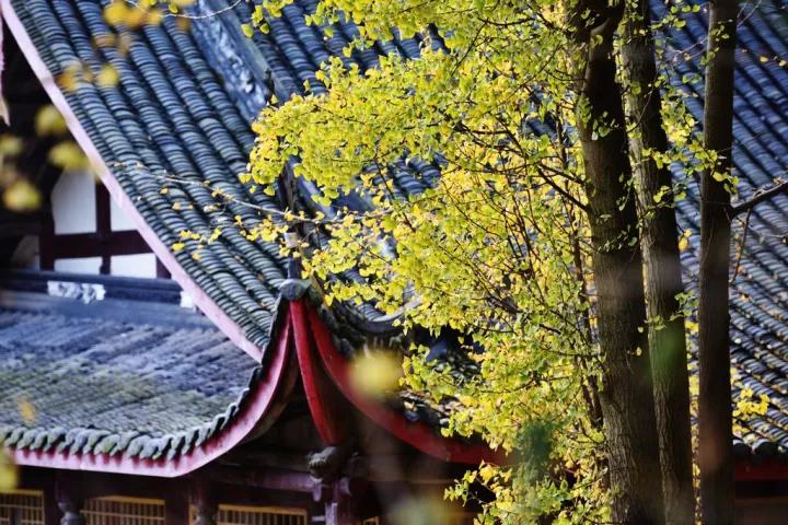 禅意的银杏,银杏的禅意