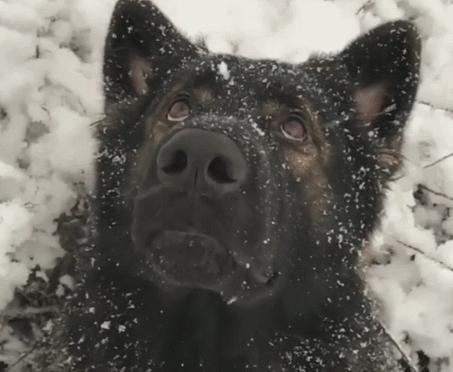 狗狗失恋的场景,狗狗失恋叫得真伤心