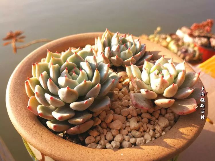 与多肉作伴,与多肉相伴的视频