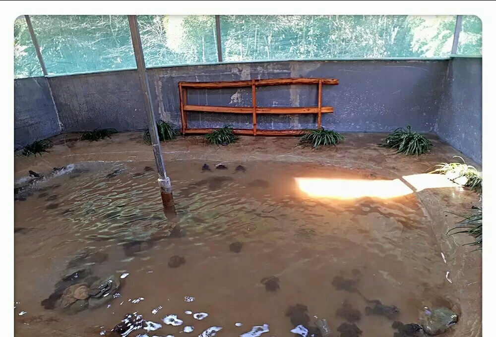 高山生态养殖石蛙,石蛙养殖海拔