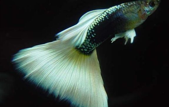 5种常见热带鱼养殖品种介绍图,什么热带鱼好看又好养适合新手养
