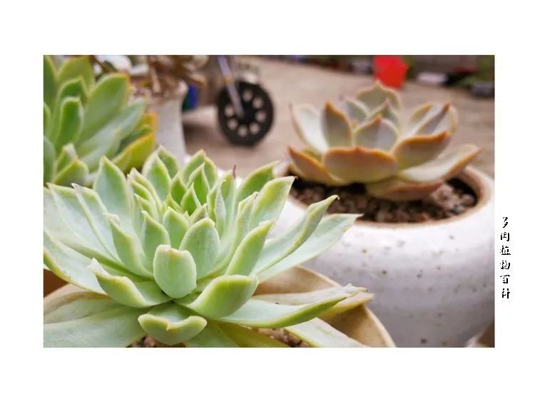 与多肉作伴,与多肉相伴的视频