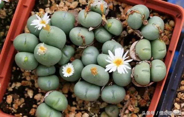 那些年，让*欲人**罢不能的屁屁！美呆了！