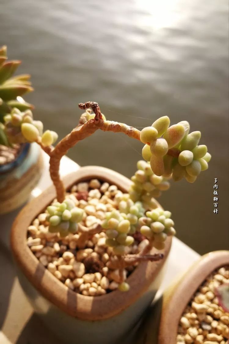 与多肉作伴,与多肉相伴的视频