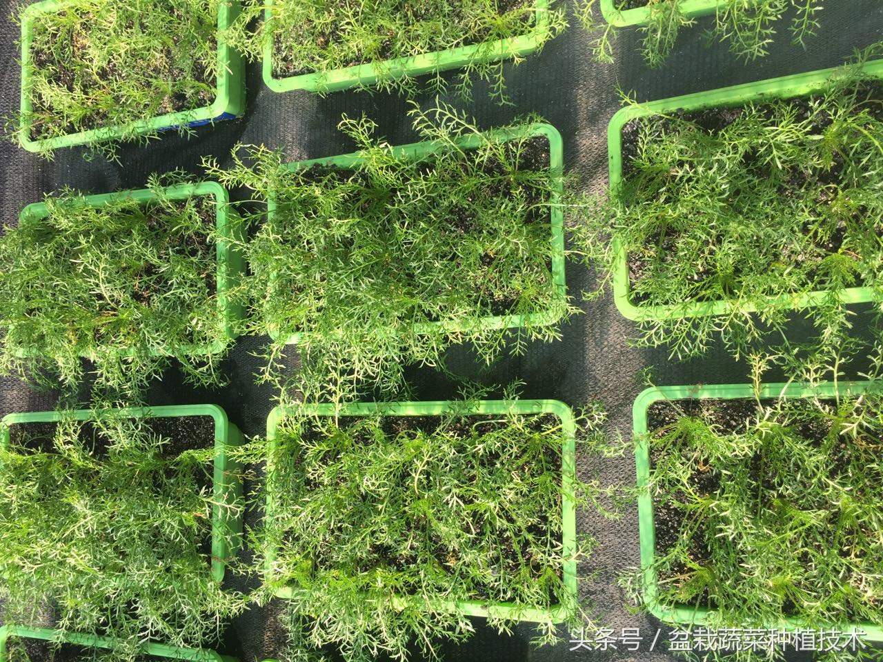 玛咖为什么会跌下神坛,玛卡跌落神坛