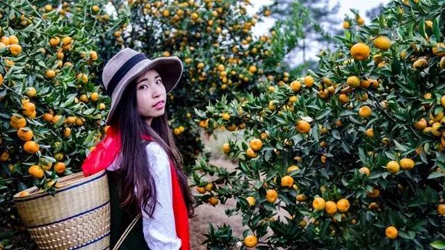 武汉周边果园采摘攻略,武汉5月份可以采摘的采摘园