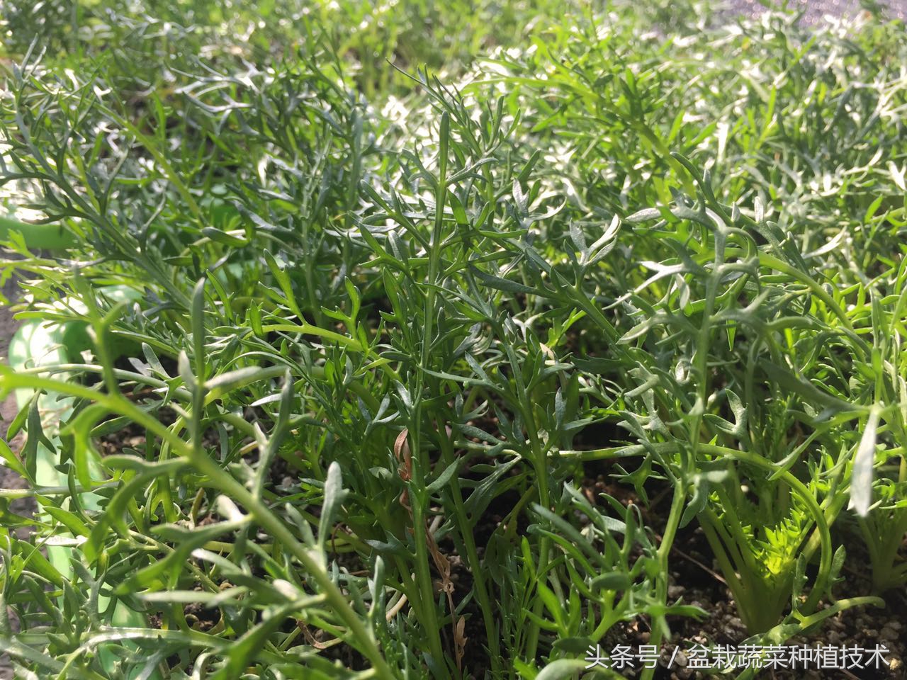 玛咖本是秘鲁蔬菜,现在回归餐桌,在中国菜谱上是否会有一席之地