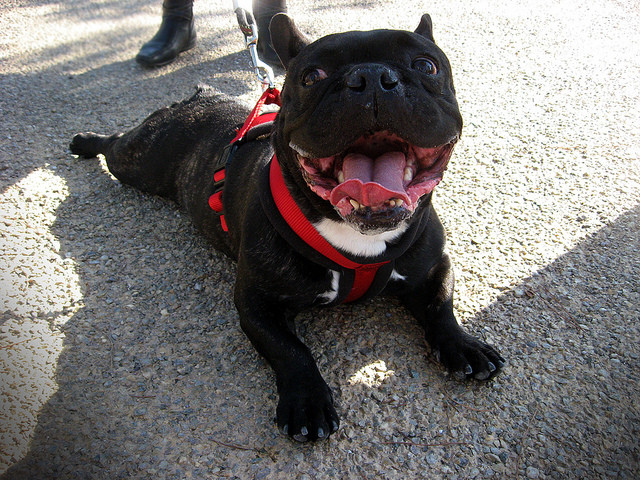 法国斗牛犬是什么犬种,犬种百科之比熊