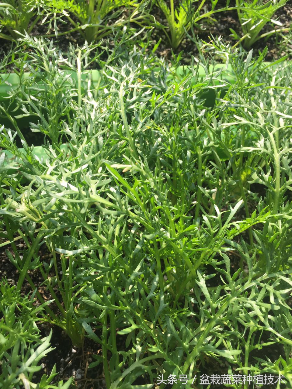 玛咖本是秘鲁蔬菜,现在回归餐桌,在中国菜谱上是否会有一席之地