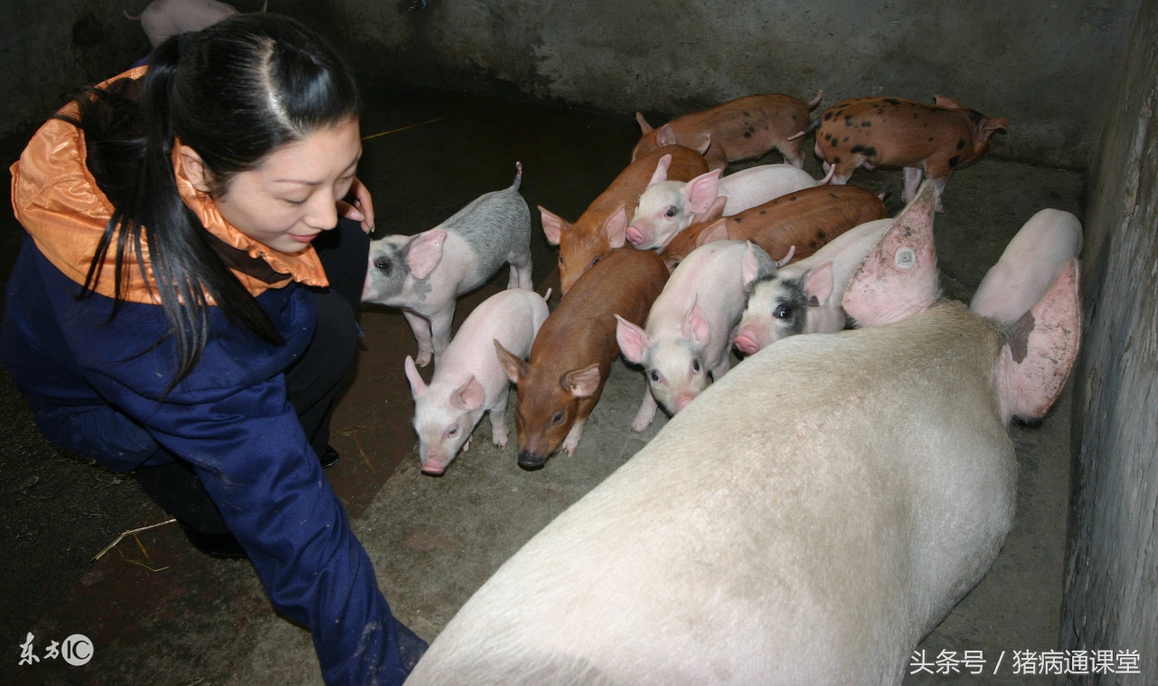 母猪子宫内膜炎的特效药是什么,母猪急性子宫内膜炎症状