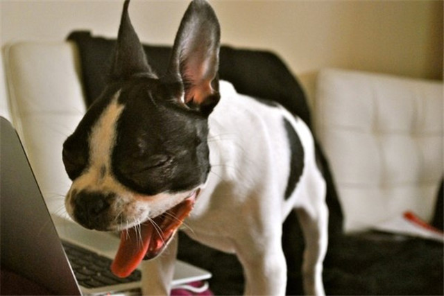 法国斗牛犬是什么犬种,犬种百科之比熊