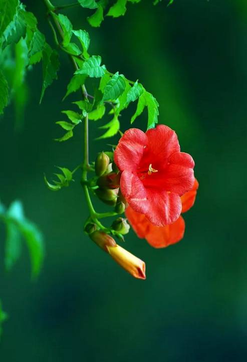 行路难诗词鉴赏,诗词赏析