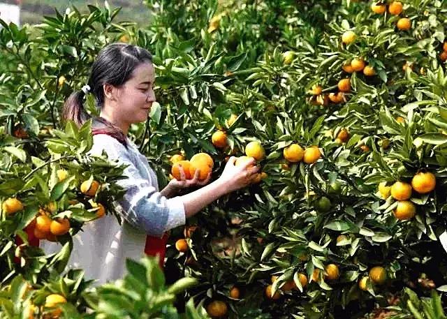 武汉周边果园采摘攻略,武汉5月份可以采摘的采摘园