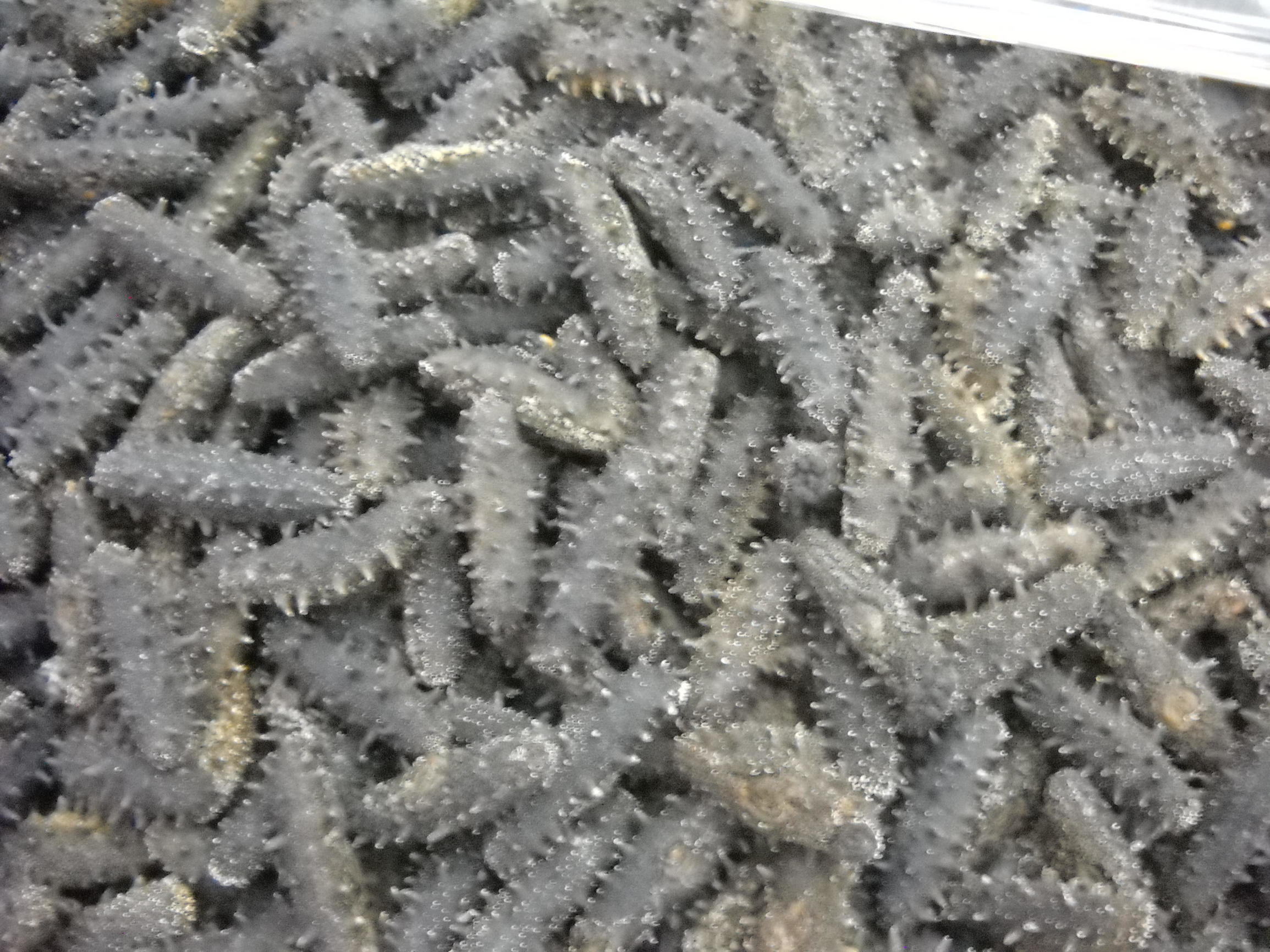 假淡干海参掺了什么,造假海参