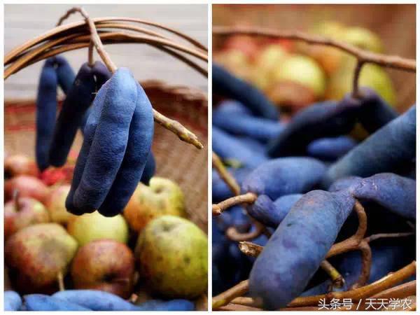 世界出名的十种稀奇水果,世界十大奇异生物你见过几种