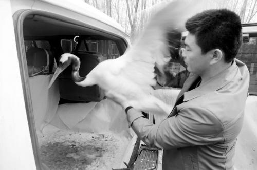 丹顶鹤自然死亡,濒危丹顶鹤