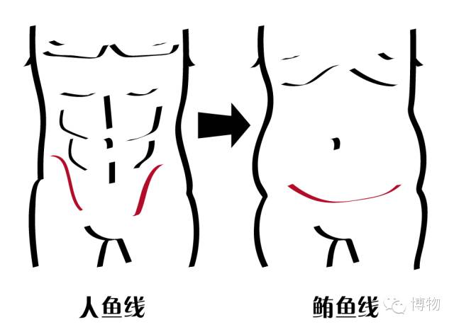 人鱼马甲两条线,人鱼线马甲线