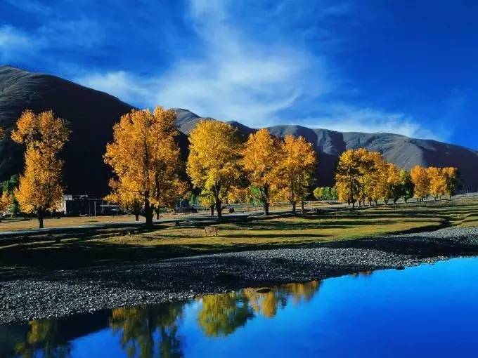 成都旅游人流量实时今天,成都旅游热