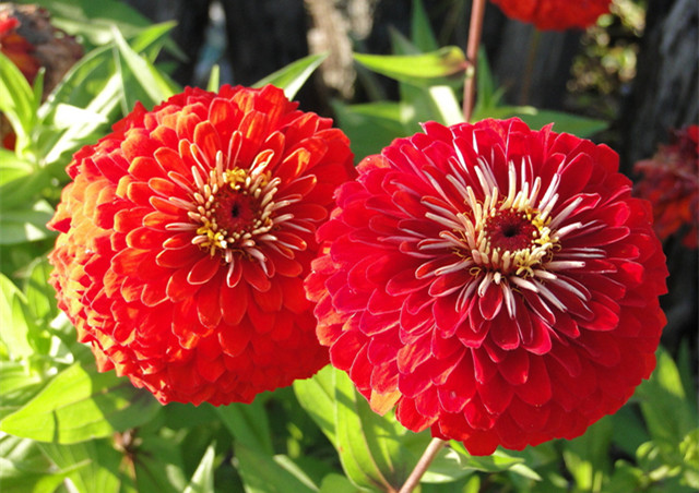 农村常见的100种植物,100种常见草本植物