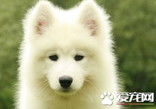 萨摩耶常见的皮肤病及症状,萨摩耶幼犬容易得什么病症图片