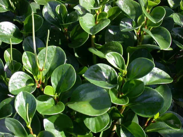 农村常见的100种植物,100种常见草本植物