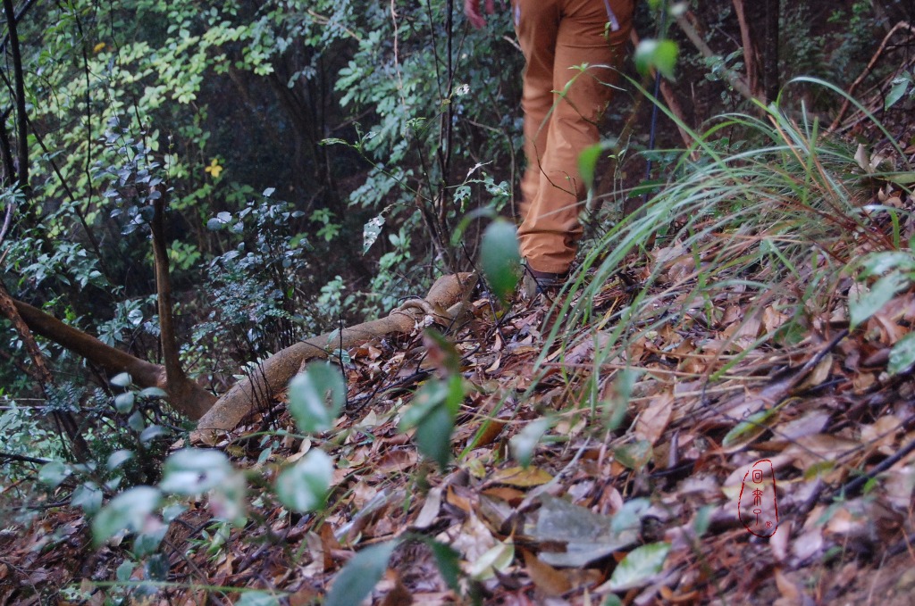 lowa登山鞋mk2测评,lowa登山鞋zephyr