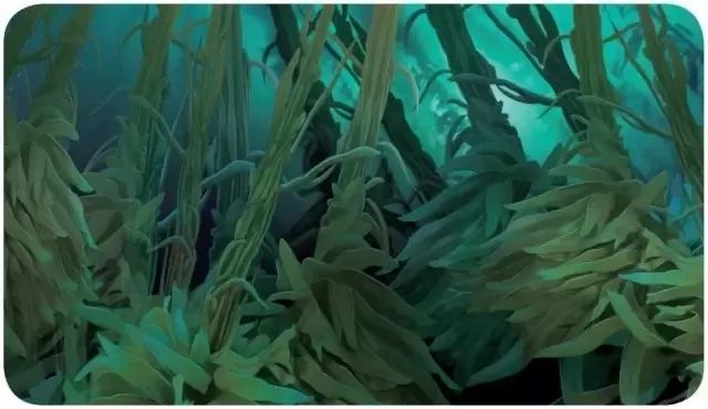 海洋护肤成分,护肤指南海洋成分