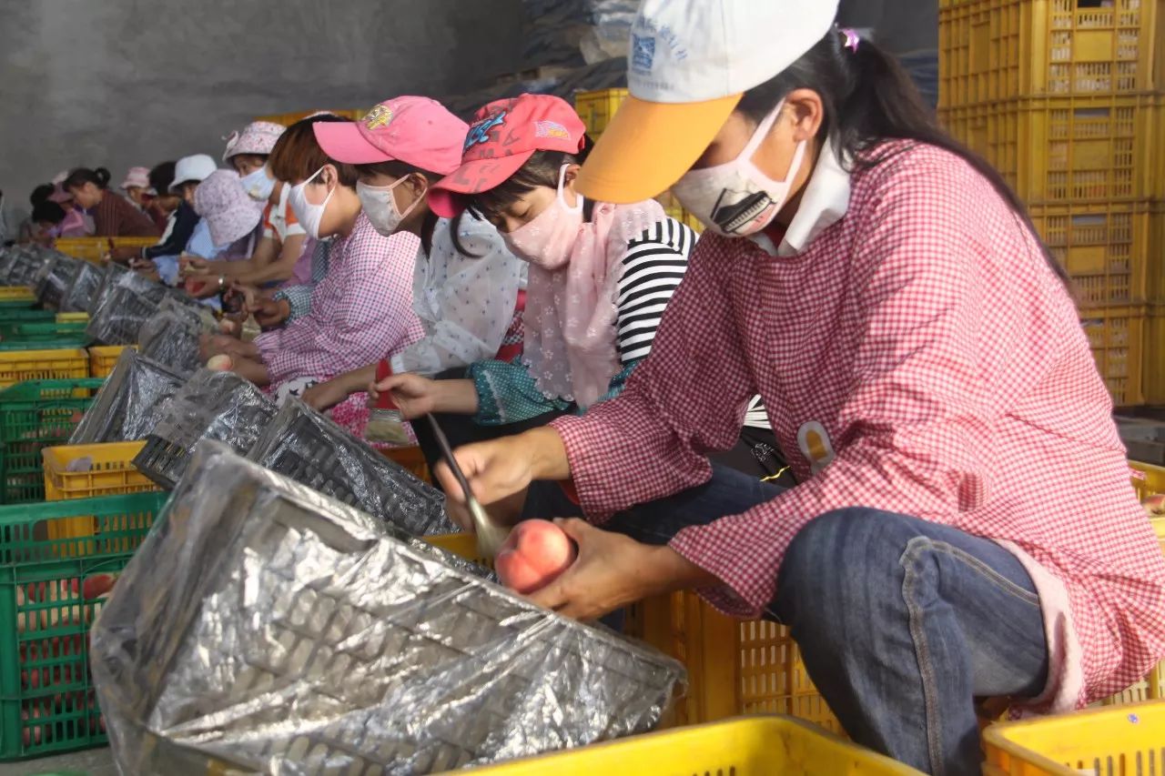 蒙阴蜜桃测评,2019蒙阴蜜桃