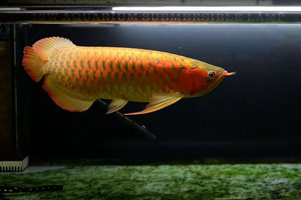 压养和正常养的龙鱼区别,养红龙是白灯好还是红灯好